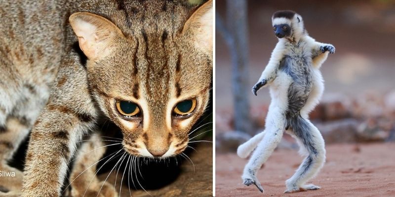 động vật hoang dã